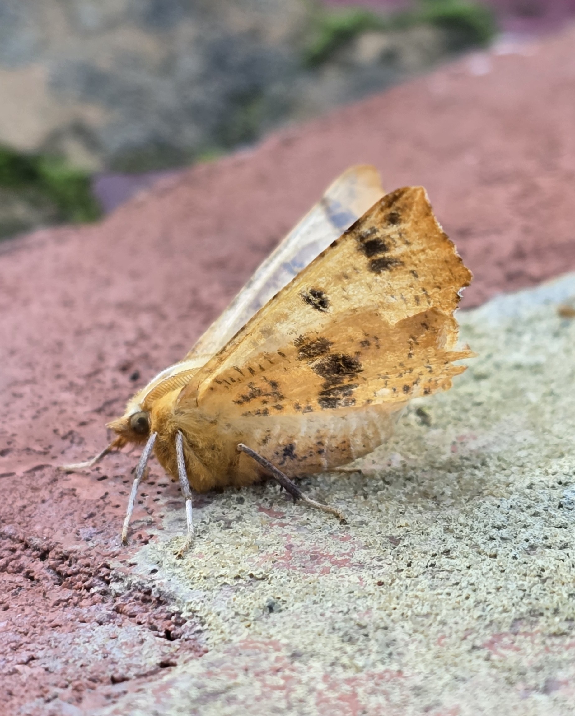 Photo of Large Thorn (Ennomos autumnaria)